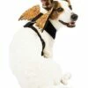 Orange Web Wings Pet Harness -The Haunted Closet Sales 07466394 a